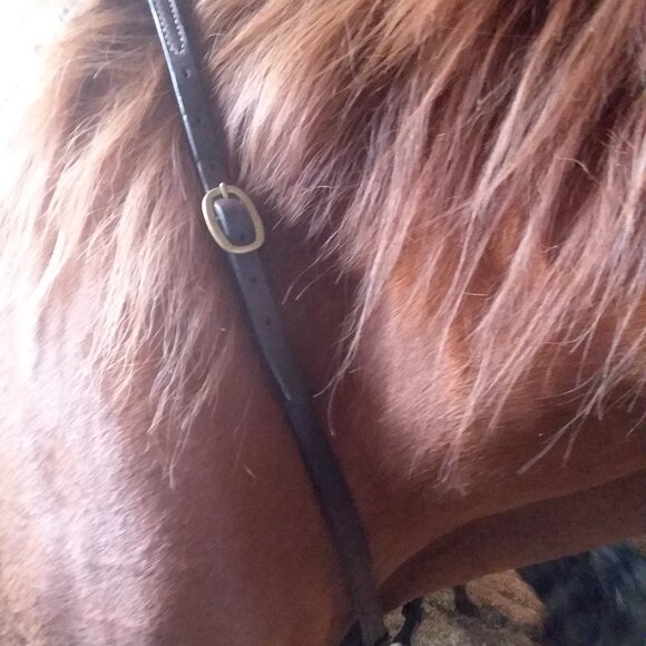 Nunn Finer Breast plate - Picture 2 of 8